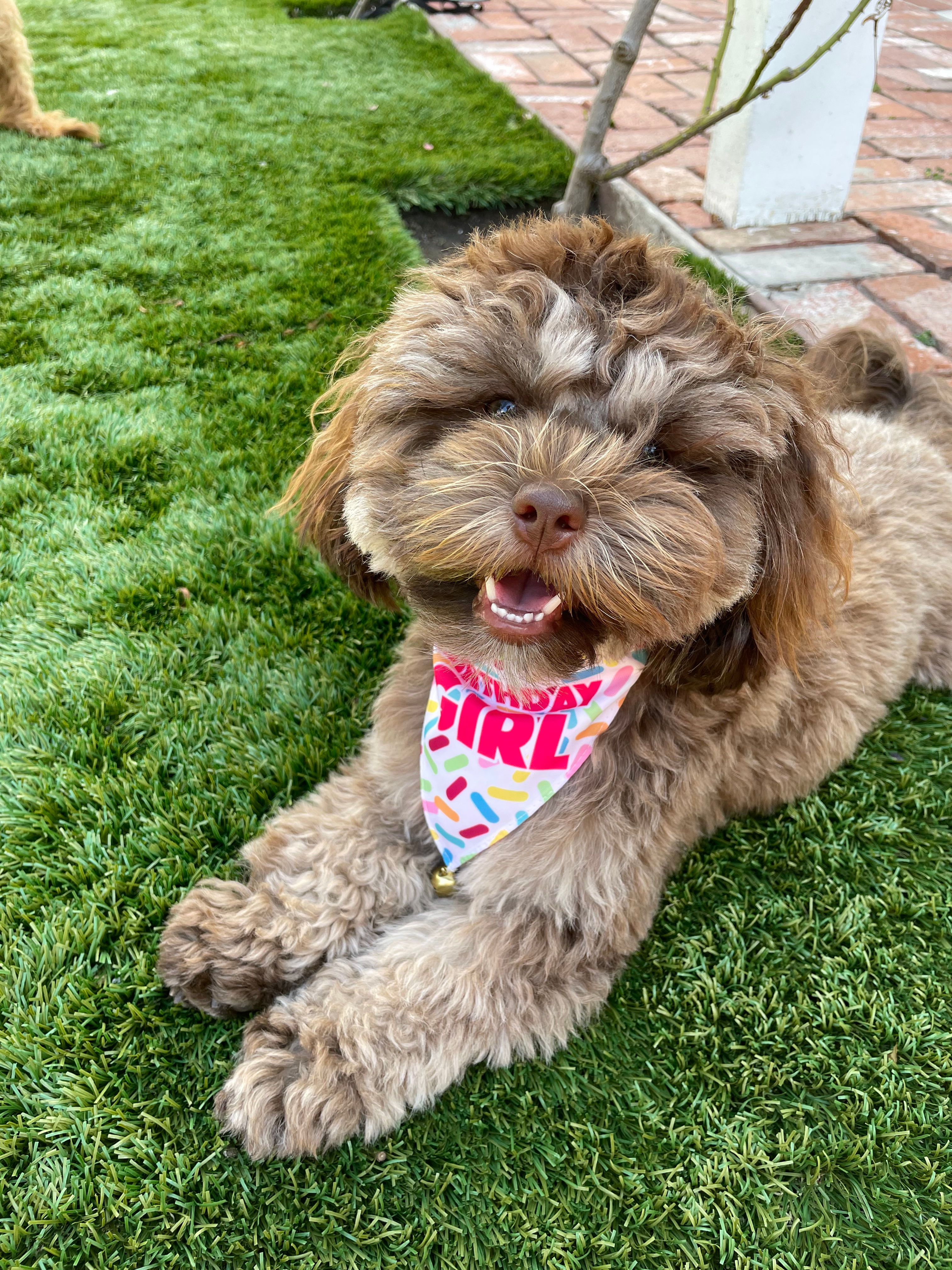 Shih Poo Pup Being Cute