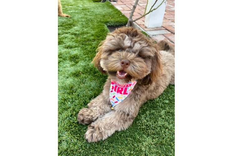 Shih Poo Pup Being Cute