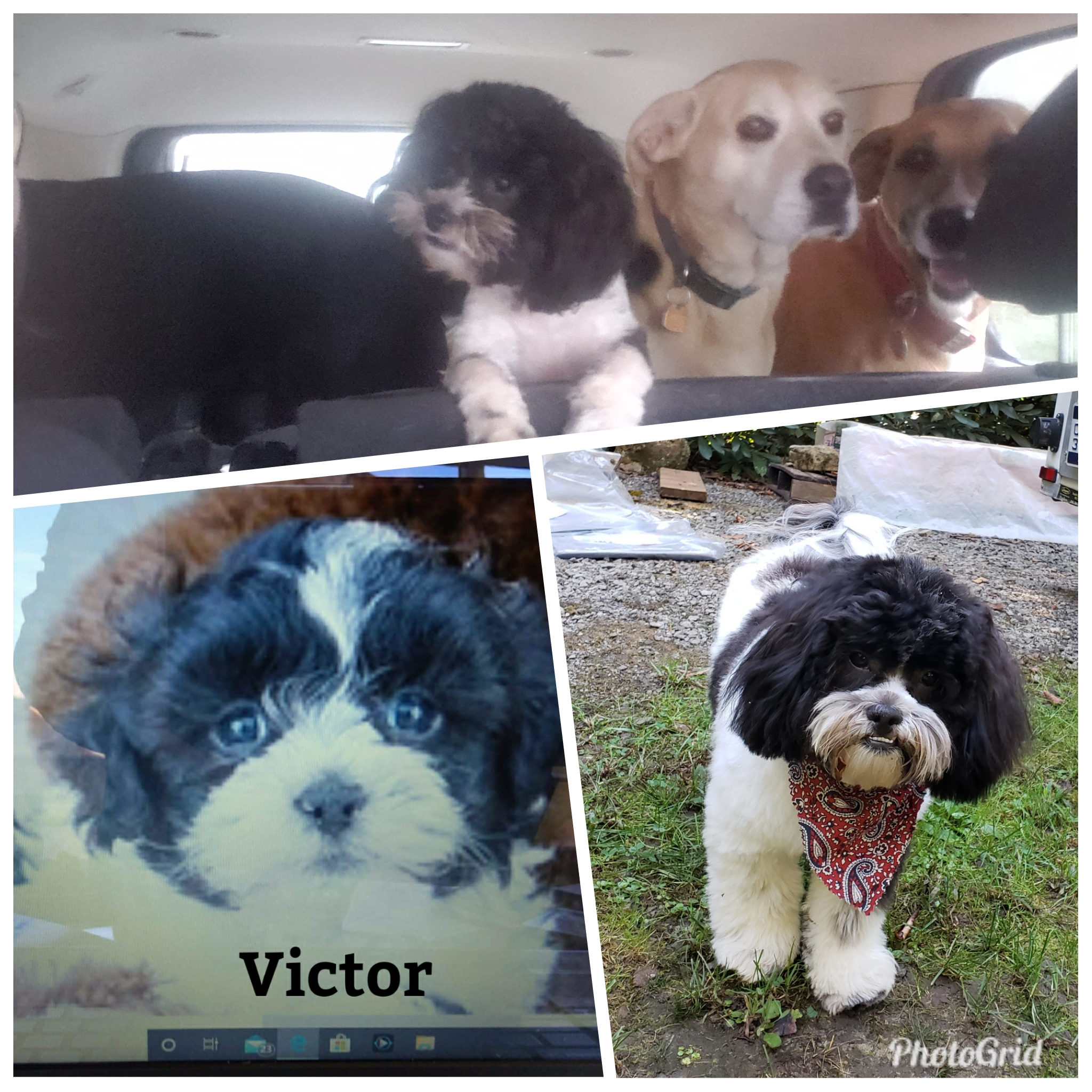 Fluffy Teddy Bear Designer Pup