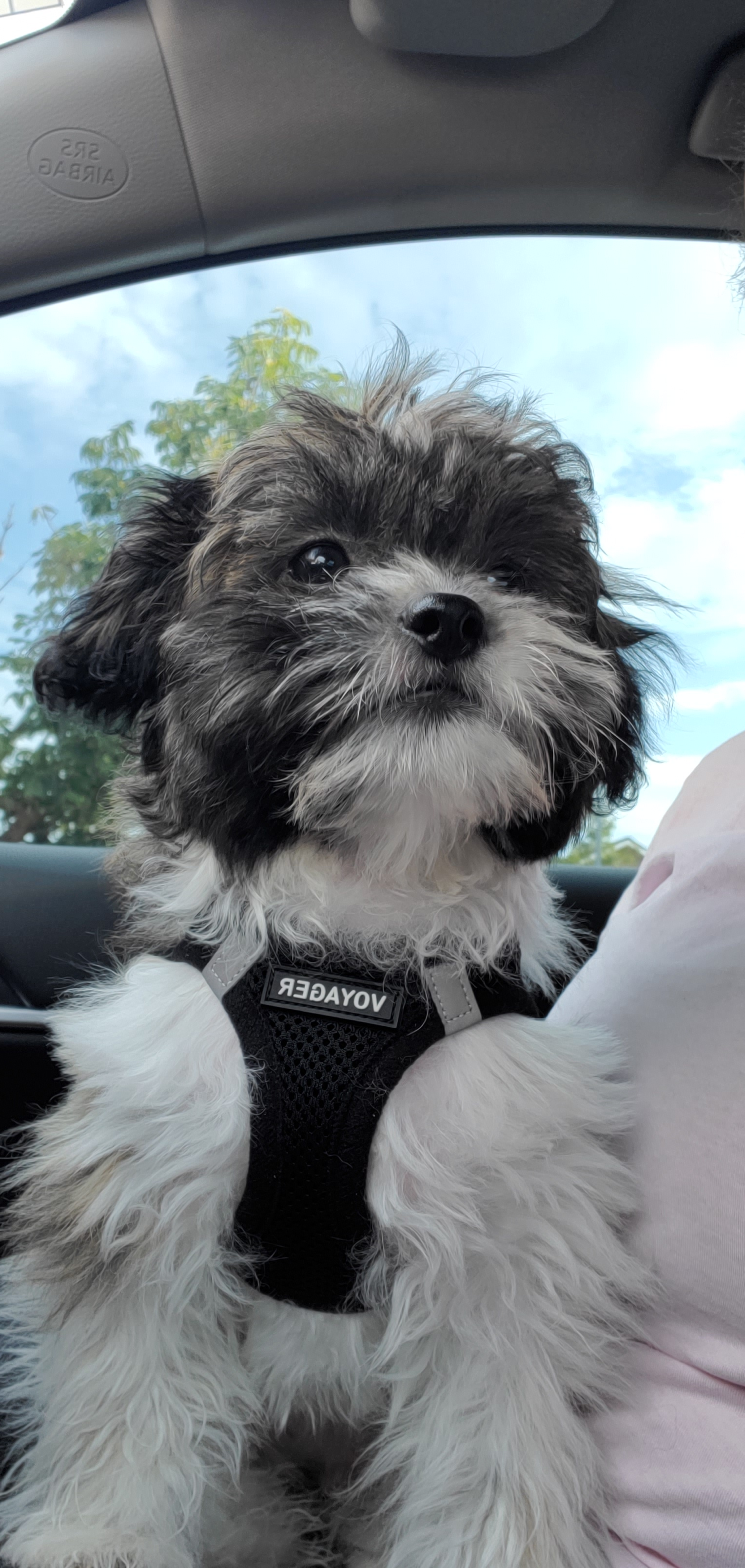 Small Teddy Bear Baby