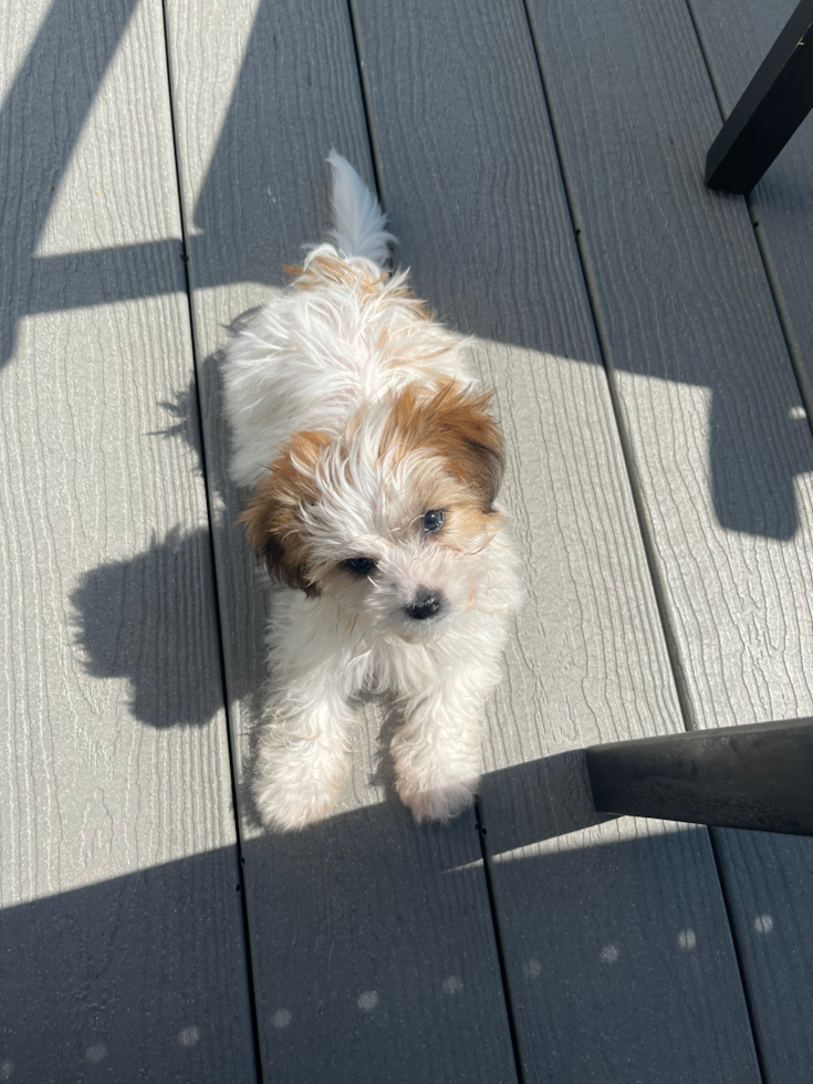 Happy Teddy Bear Pup in South Burlington VT