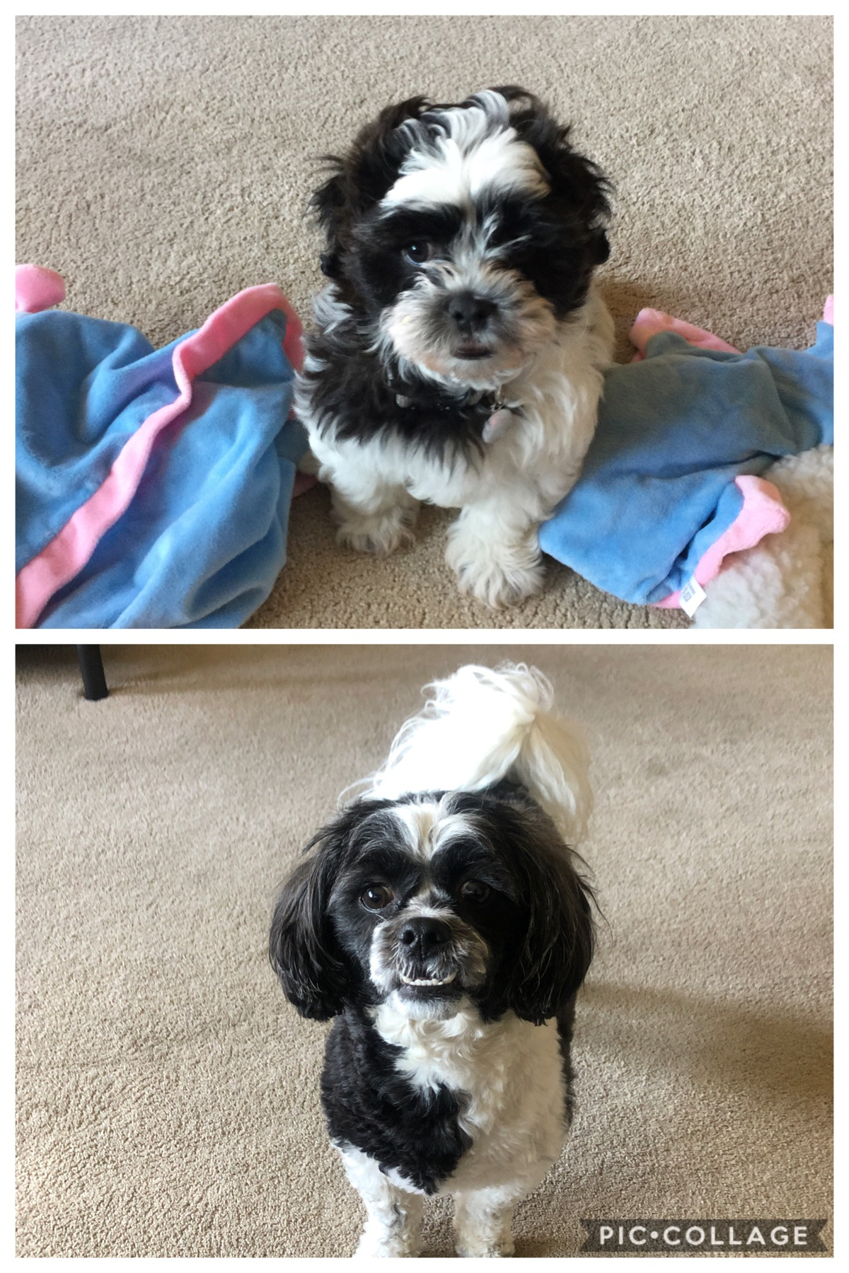 Teddy Bear Puppy for Adoption