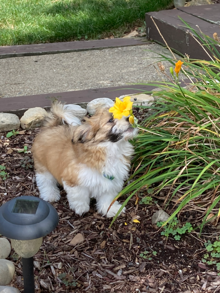 Small Teddy Bear Pup in Monroeville PA