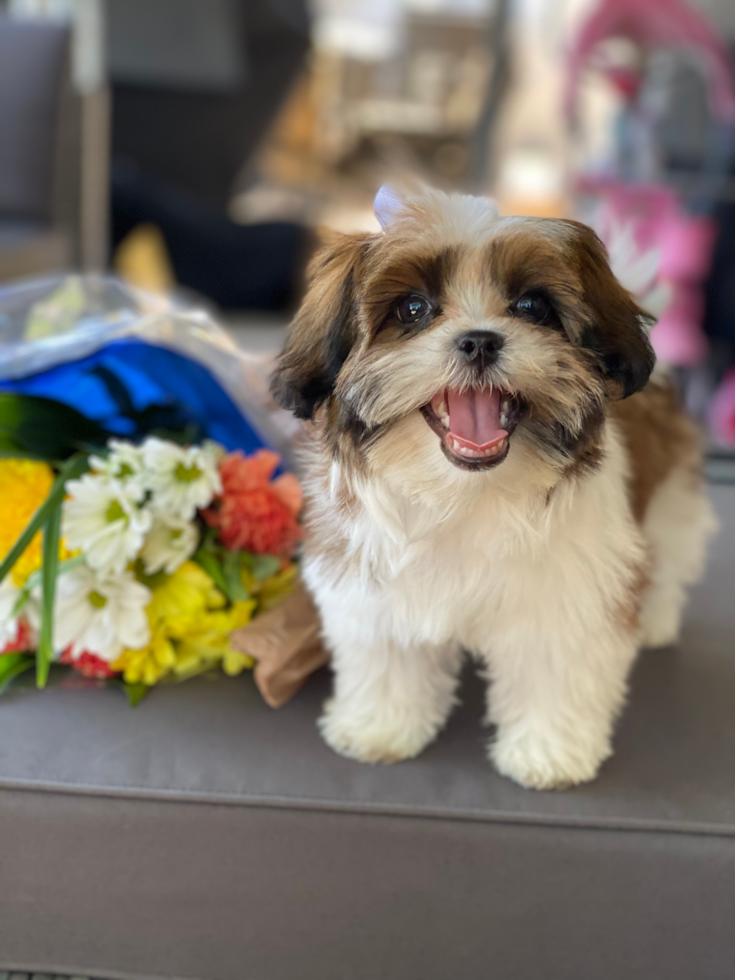 Friendly Teddy Bear Pup