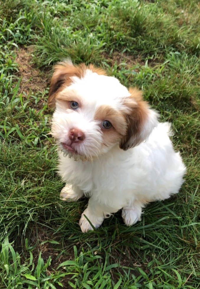 Happy Teddy Bear Pup in Milford CT