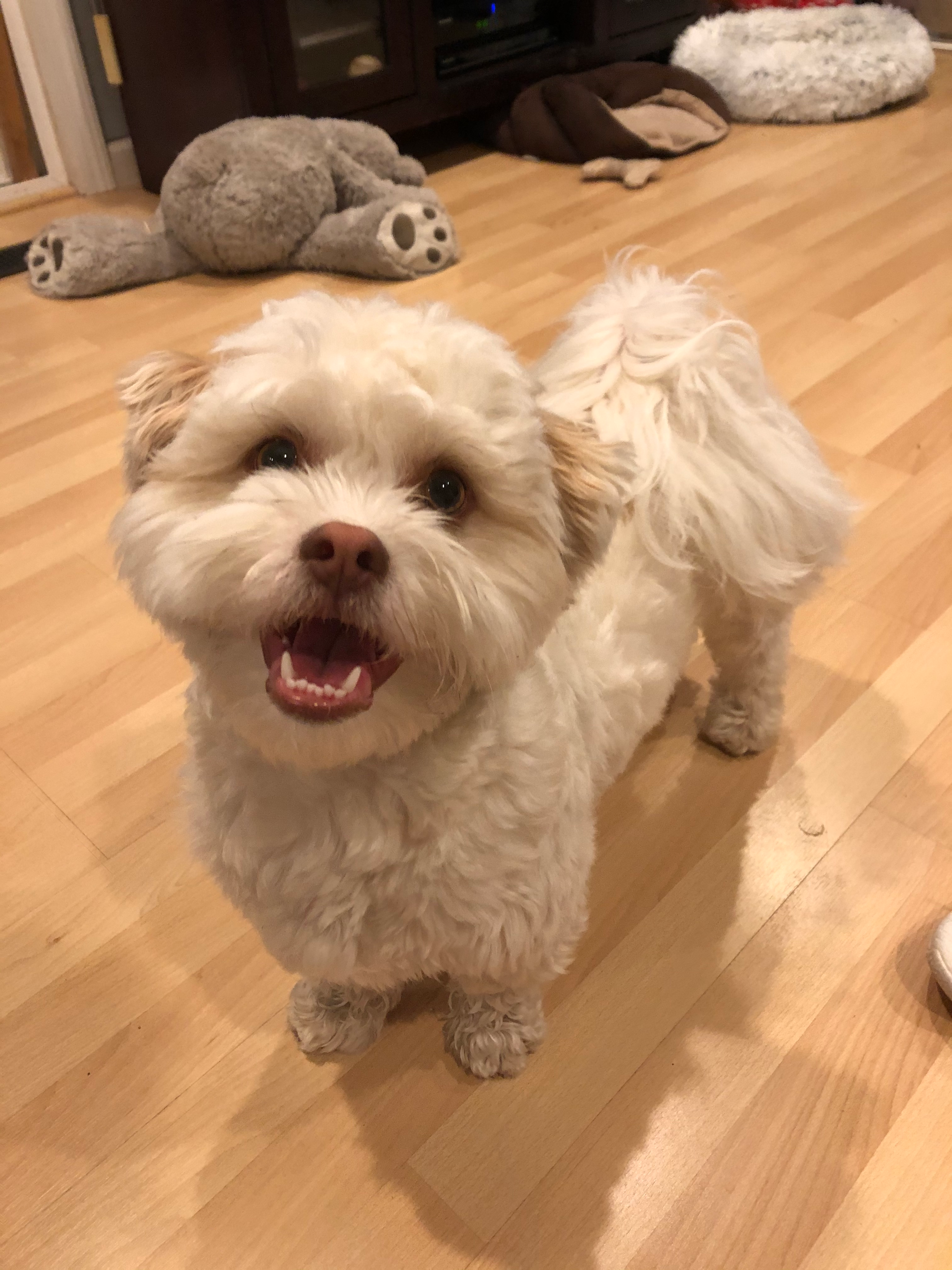Energetic Shitzu Designer Puppy