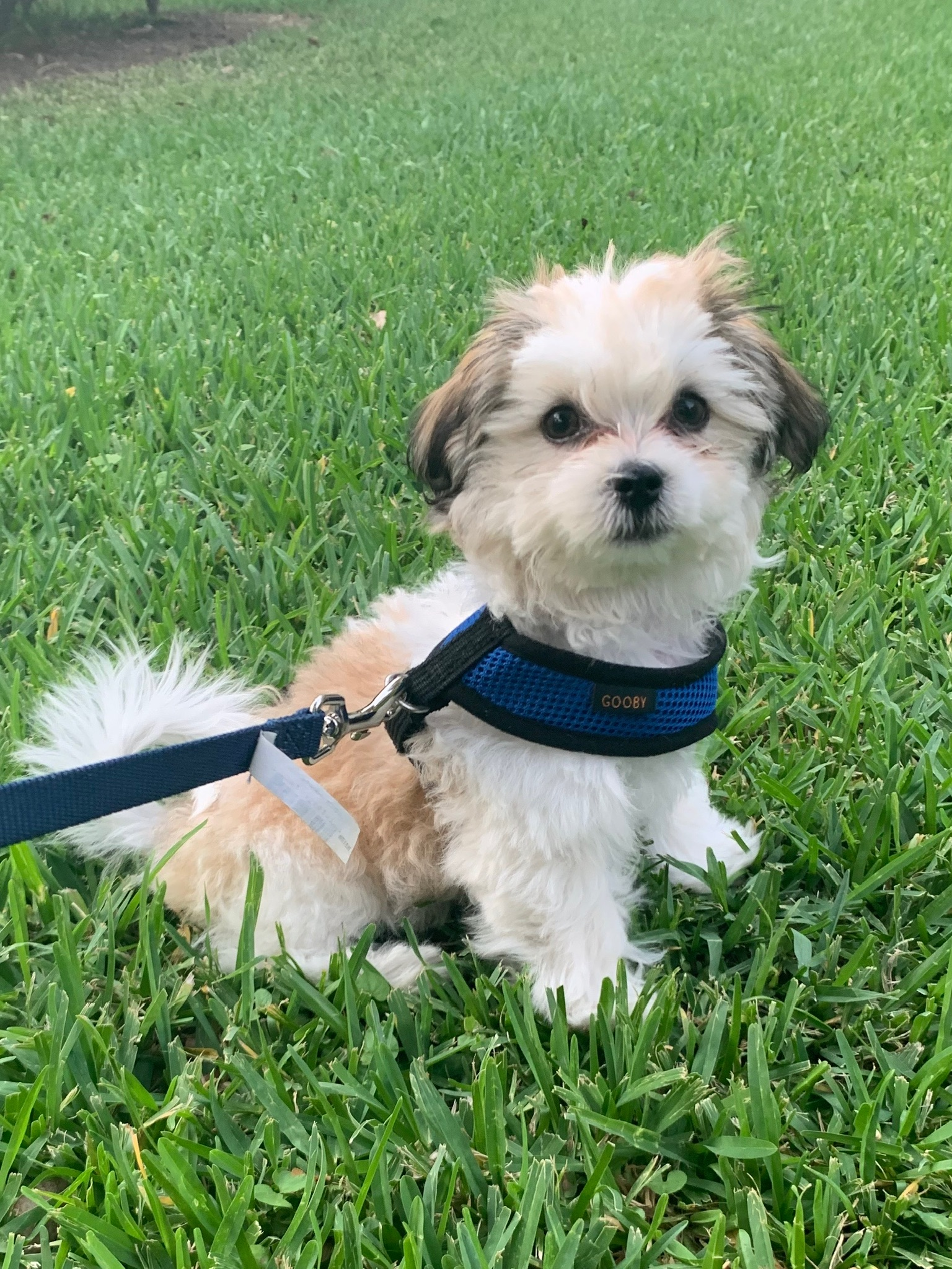 Smart Teddy Bear Designer Pup