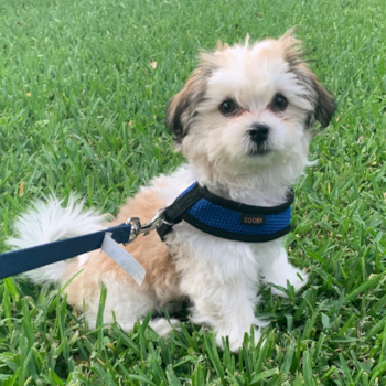 San Antonio Teddy Bear Pup