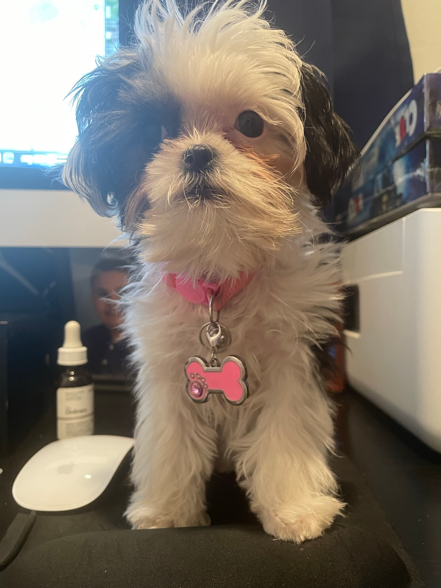 Funny Teddy Bear Designer Pup