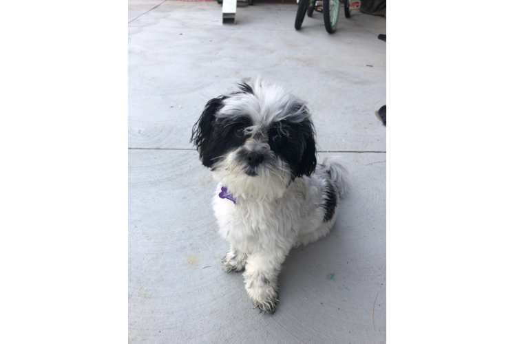 Energetic Shichon Designer Puppy