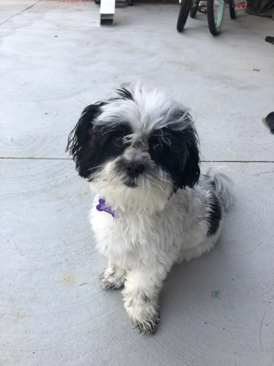 Cute Teddy Bear Pup