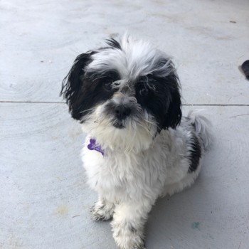 Cute Teddy Bear Pup