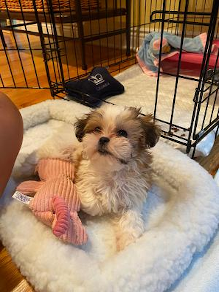 Sweet Teddy Bear Pup