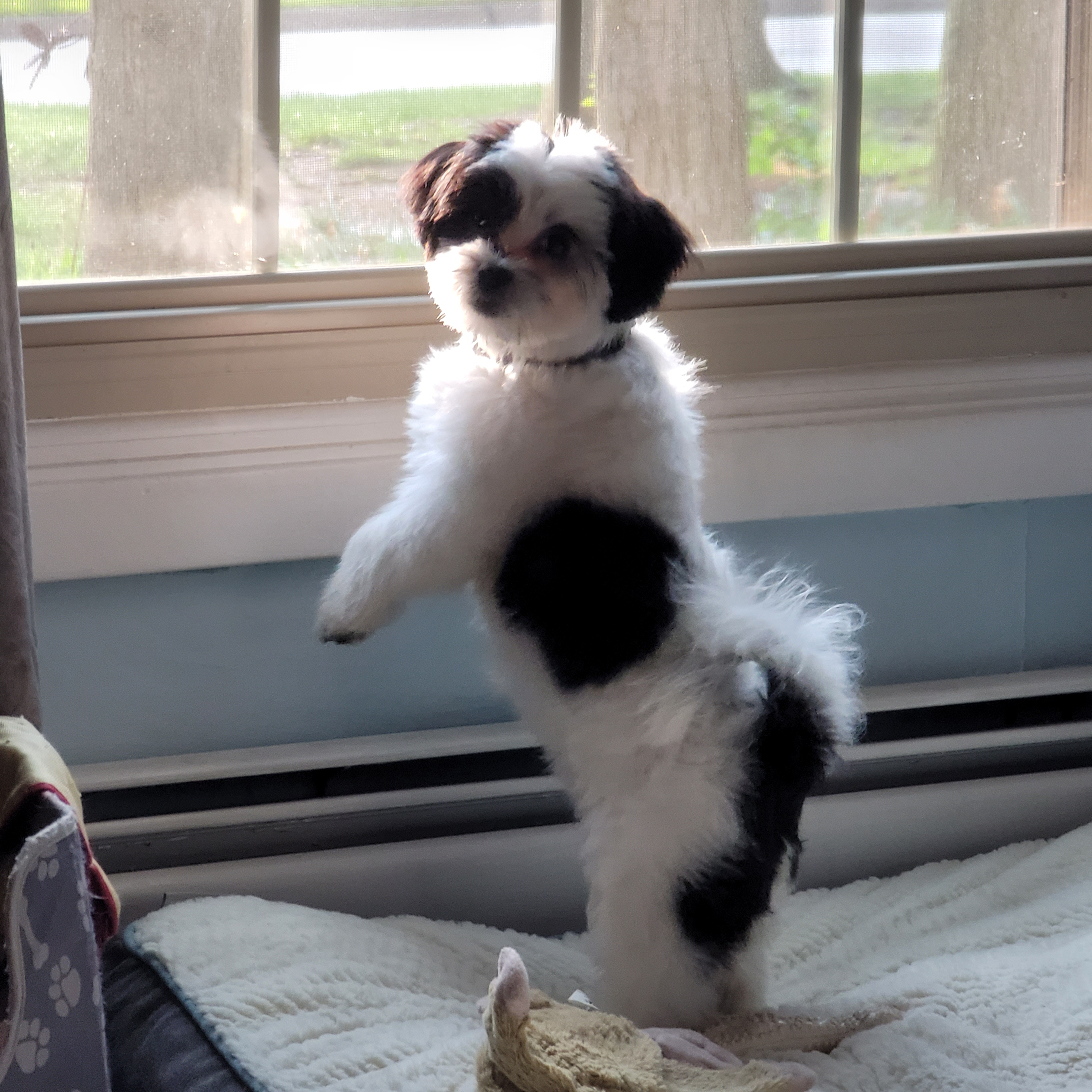 Teddy Bear Pup Being Cute