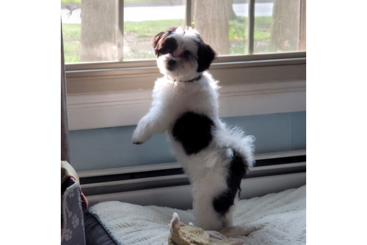 Teddy Bear Pup Being Cute