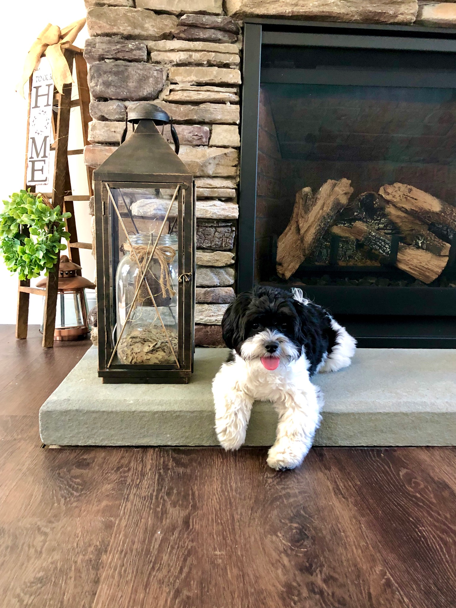 Funny Teddy Bear Designer Pup
