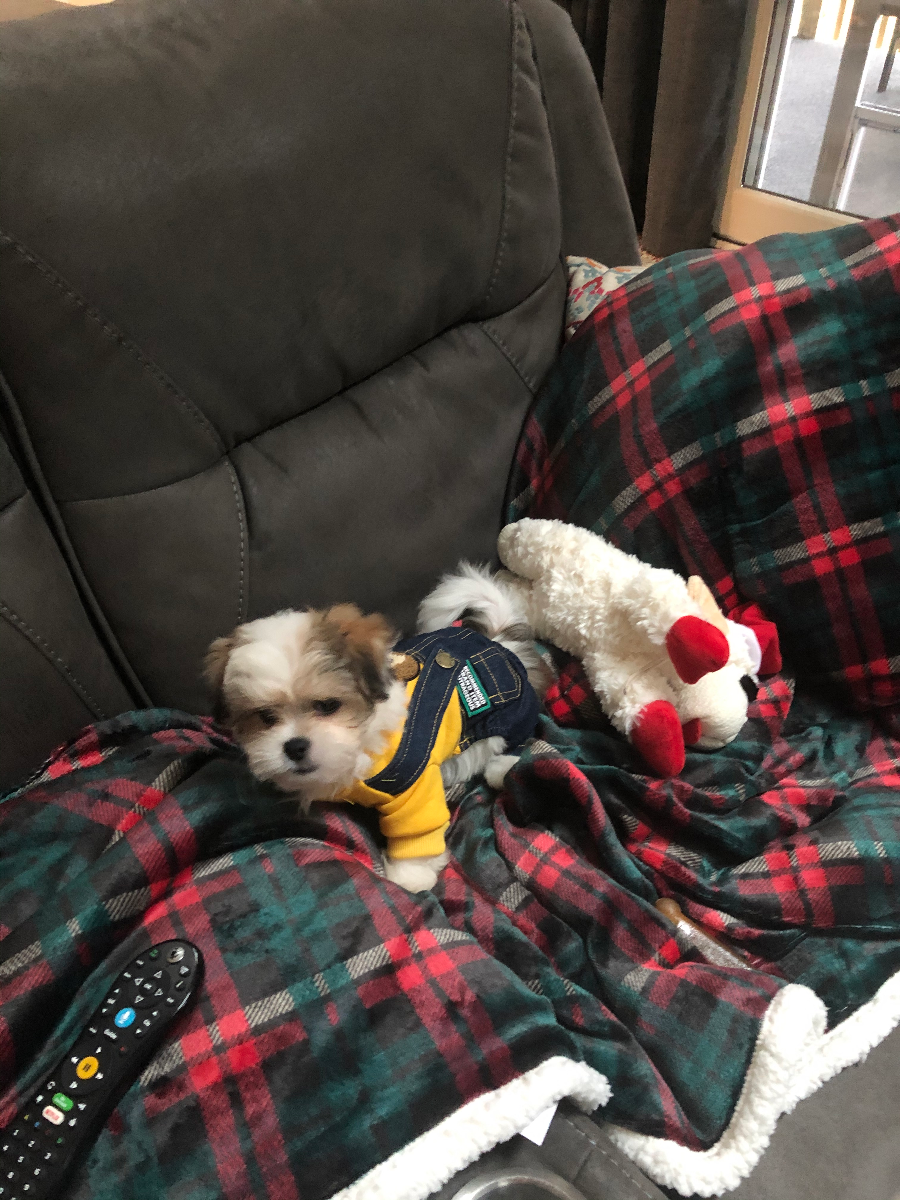 Petite Teddy Bear Designer Pup