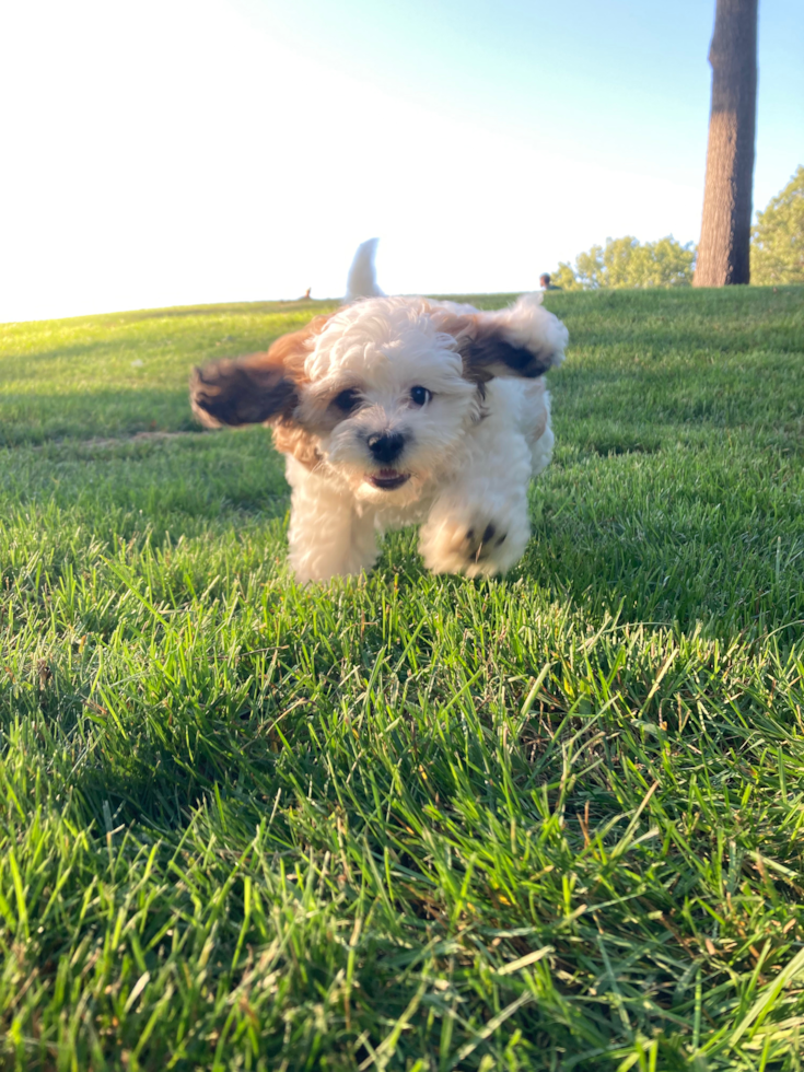 Friendly Teddy Bear Pup