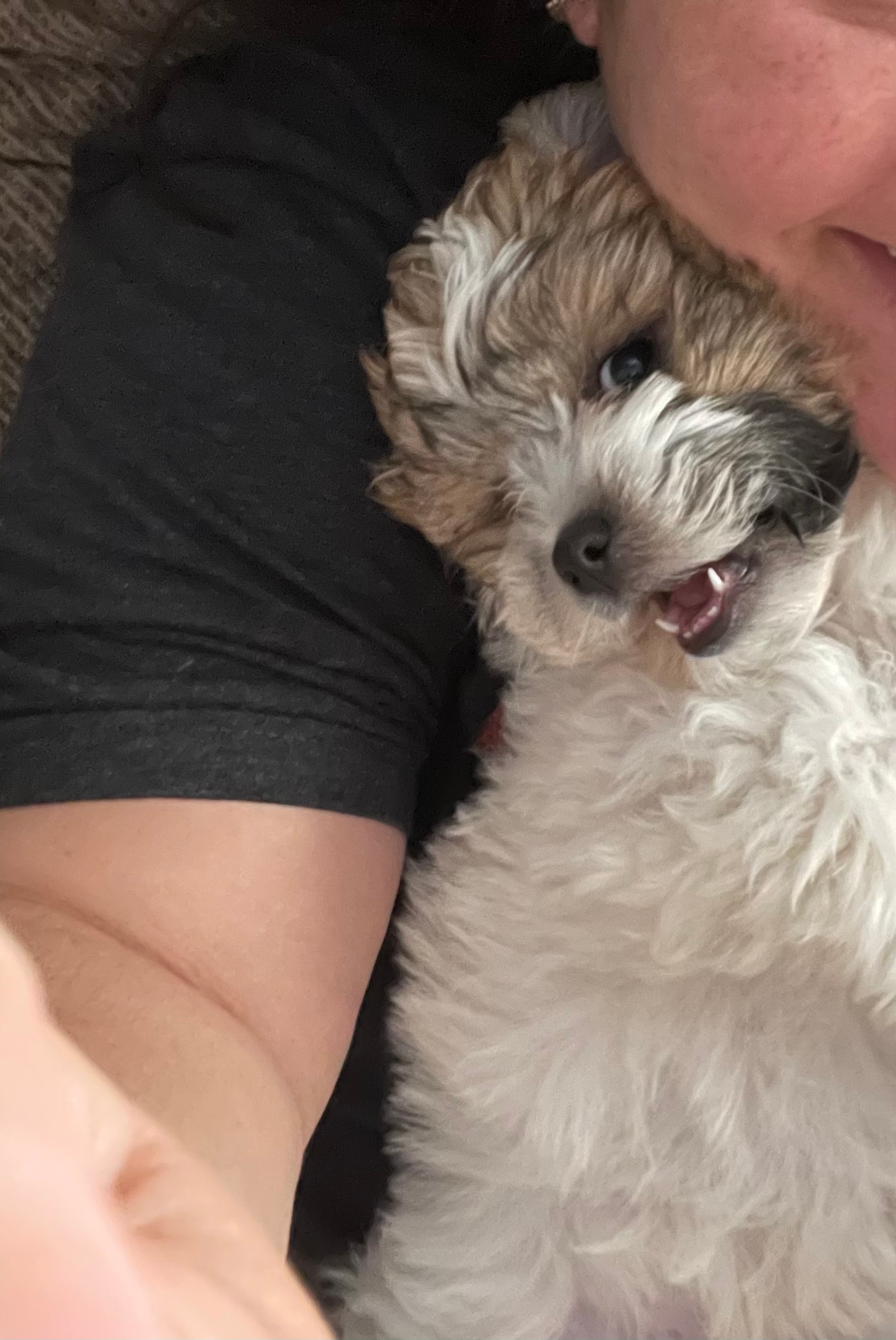 Teddy Bear Puppy for Adoption