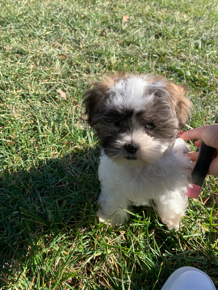 Friendly Teddy Bear Pup in Milford OH