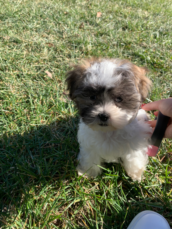 Friendly Teddy Bear Pup in Milford OH