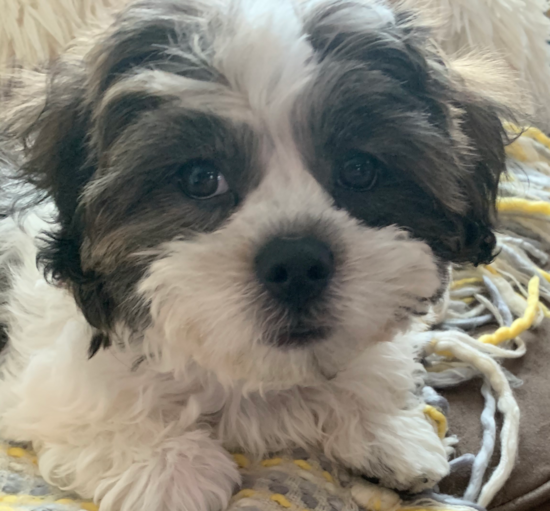 Happy Teddy Bear Pup