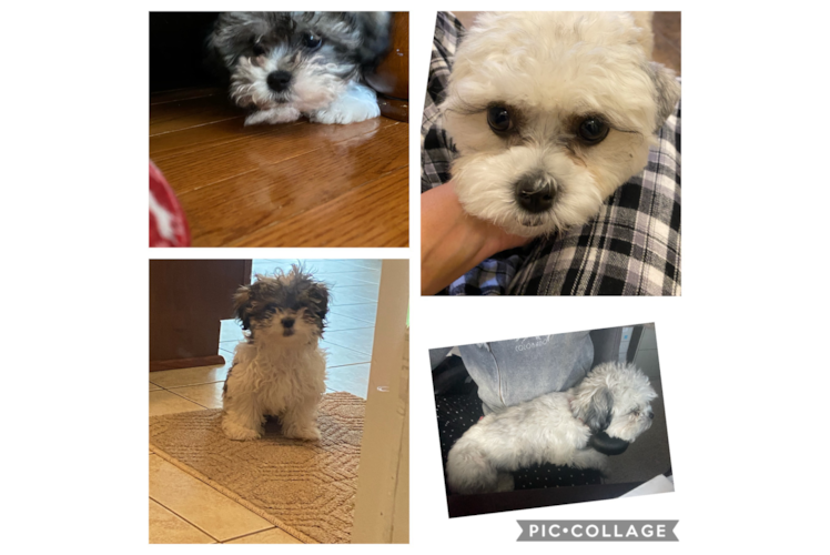 Hypoallergenic Shitzu Designer Puppy