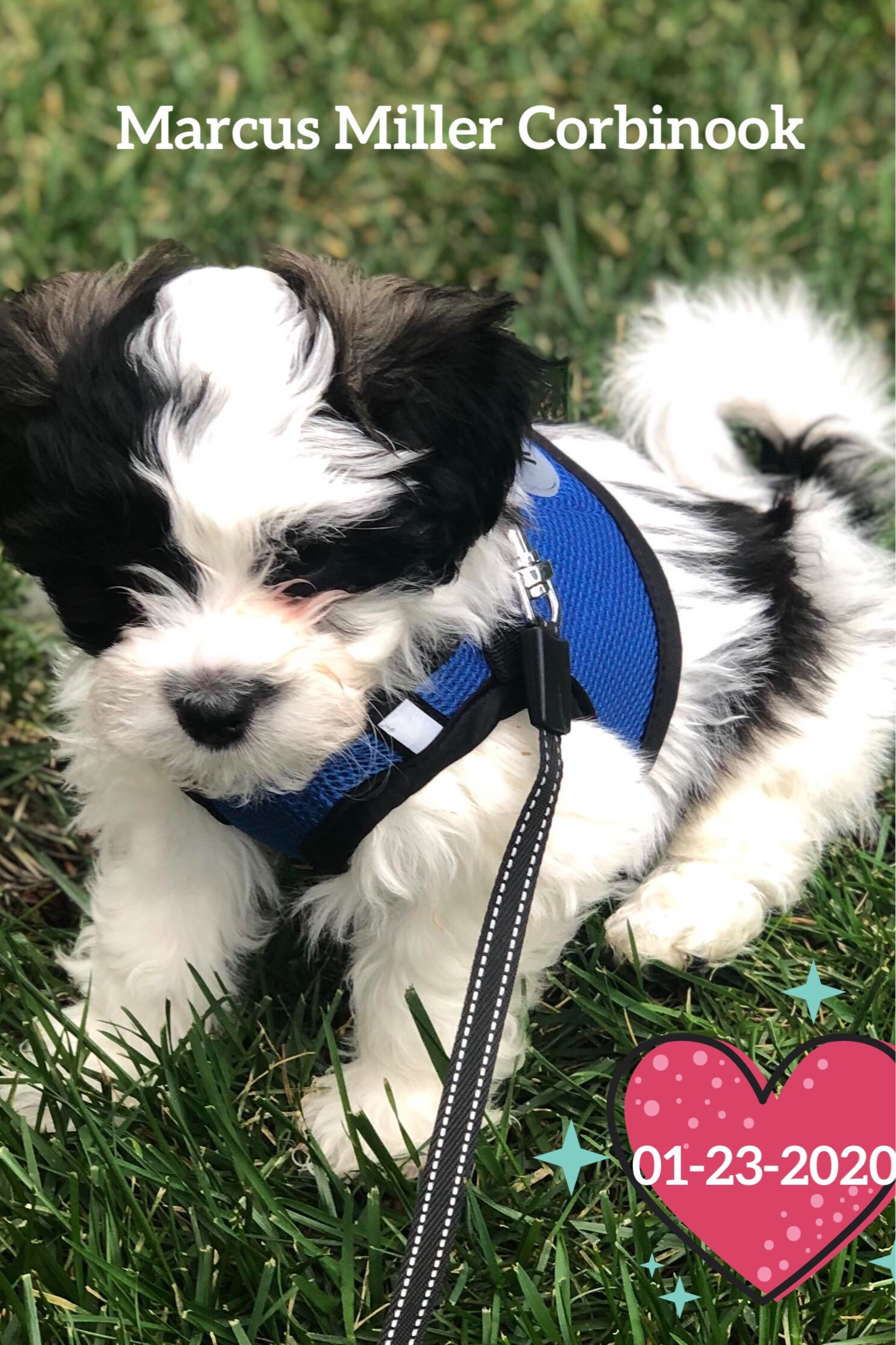 Teddy Bear Puppy for Adoption