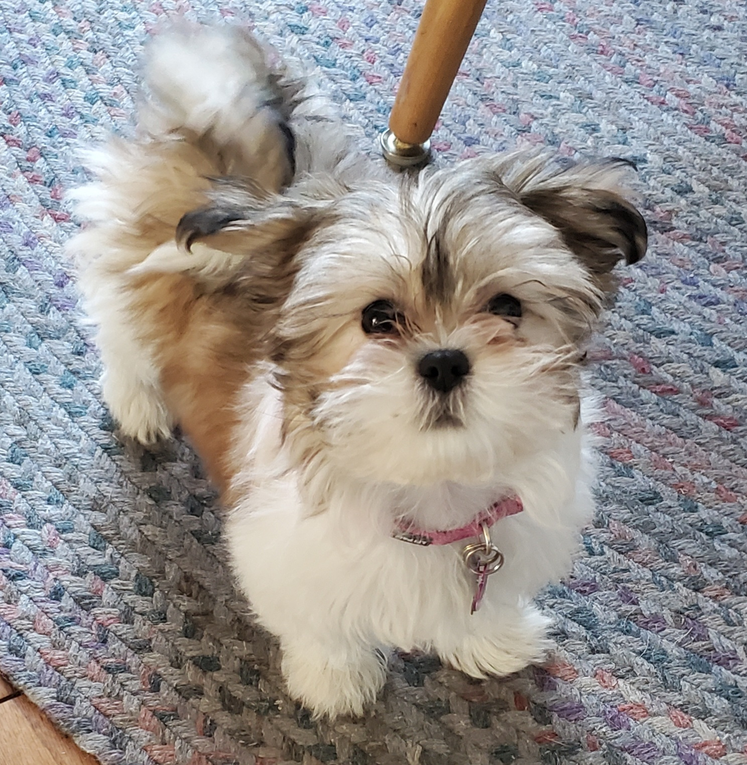 Little Shitzu Designer Puppy