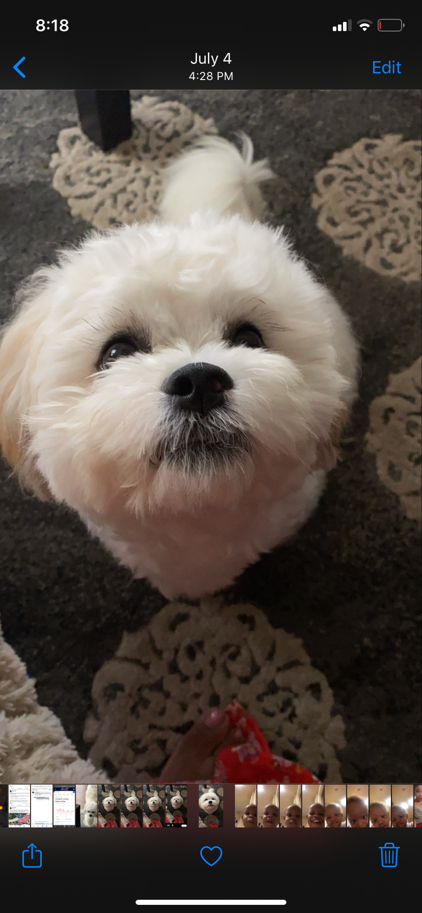 Popular Teddy Bear Designer Pup