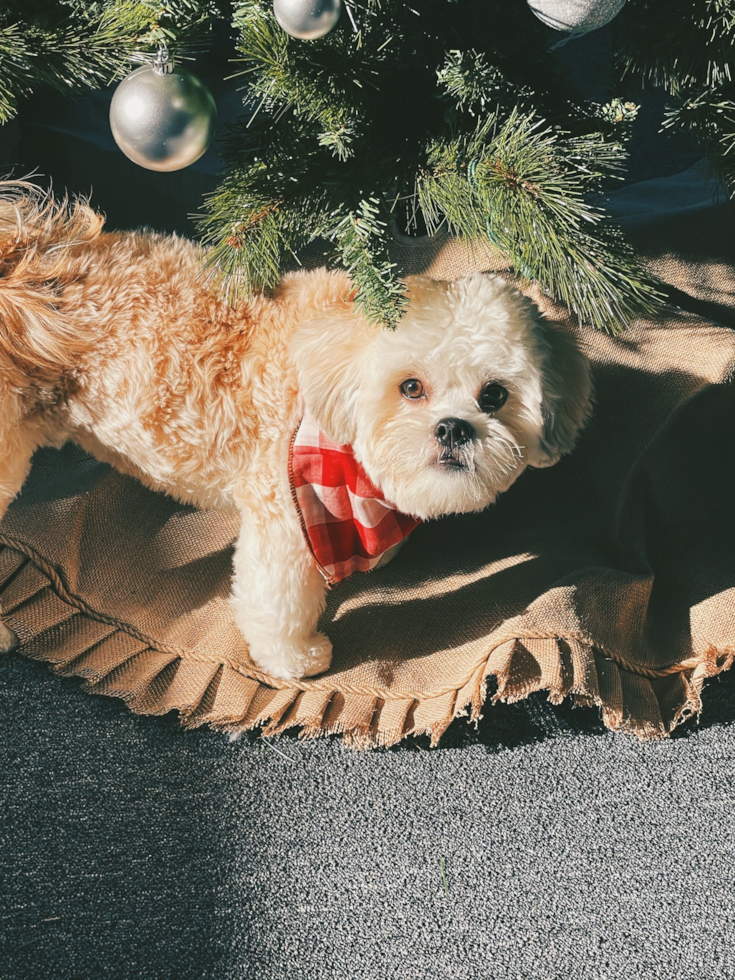 Popular Teddy Bear Designer Pup