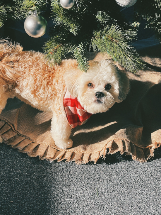 Popular Teddy Bear Designer Pup