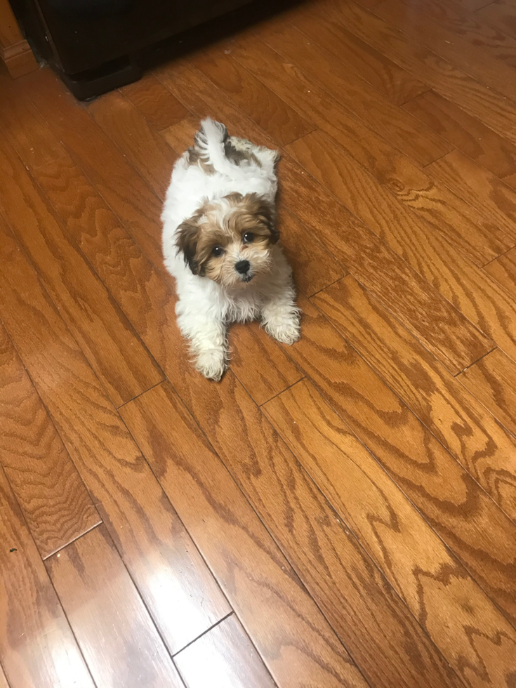 Friendly Teddy Bear Pup in Sumas WA