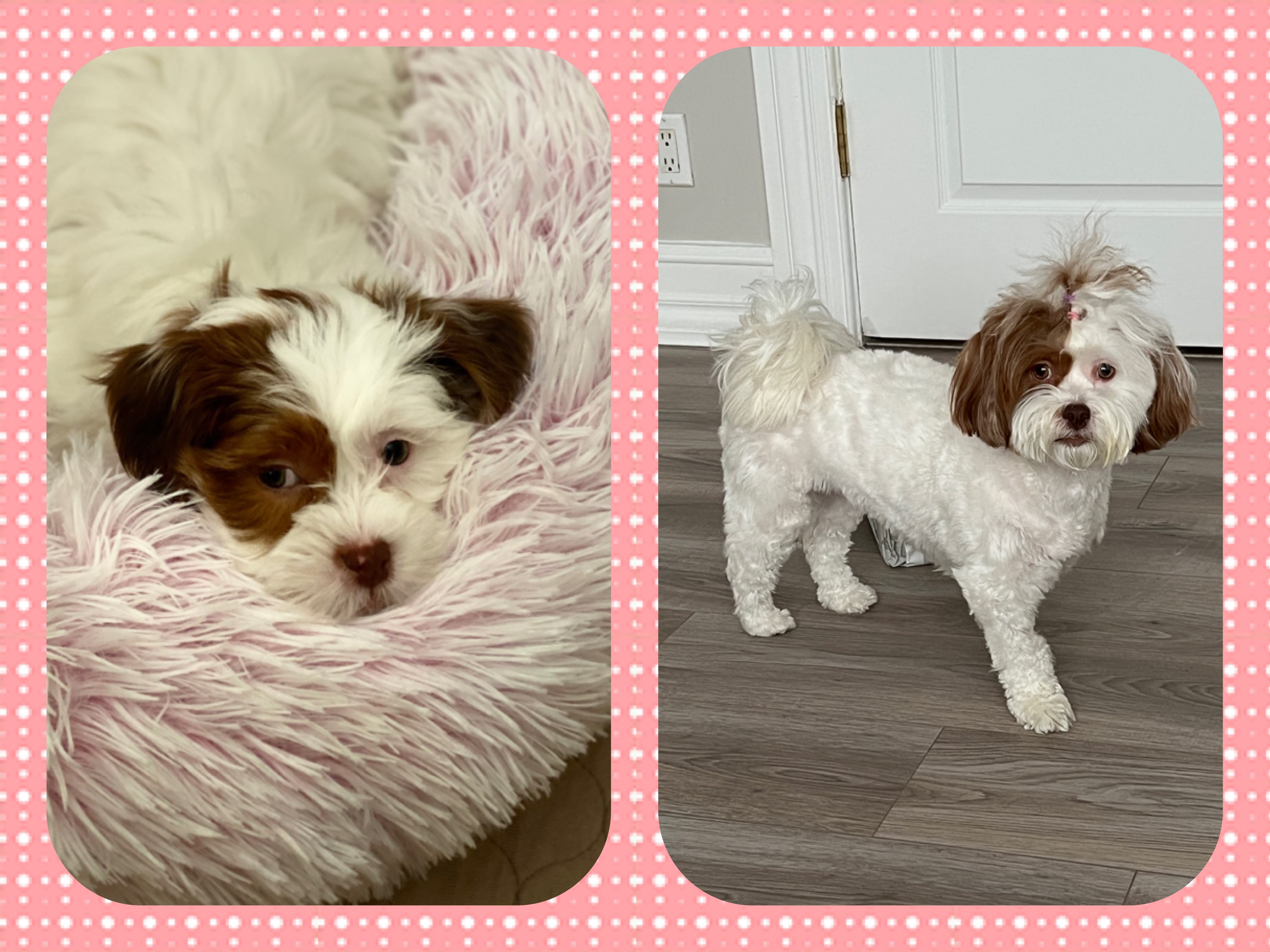 Fluffy Teddy Bear Designer Pup