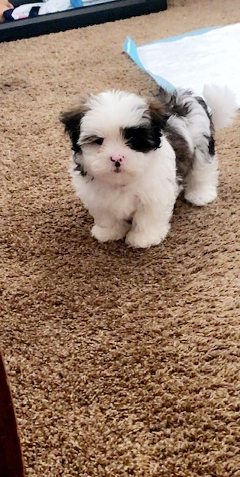 Sweet Teddy Bear Pup in Stafford Va