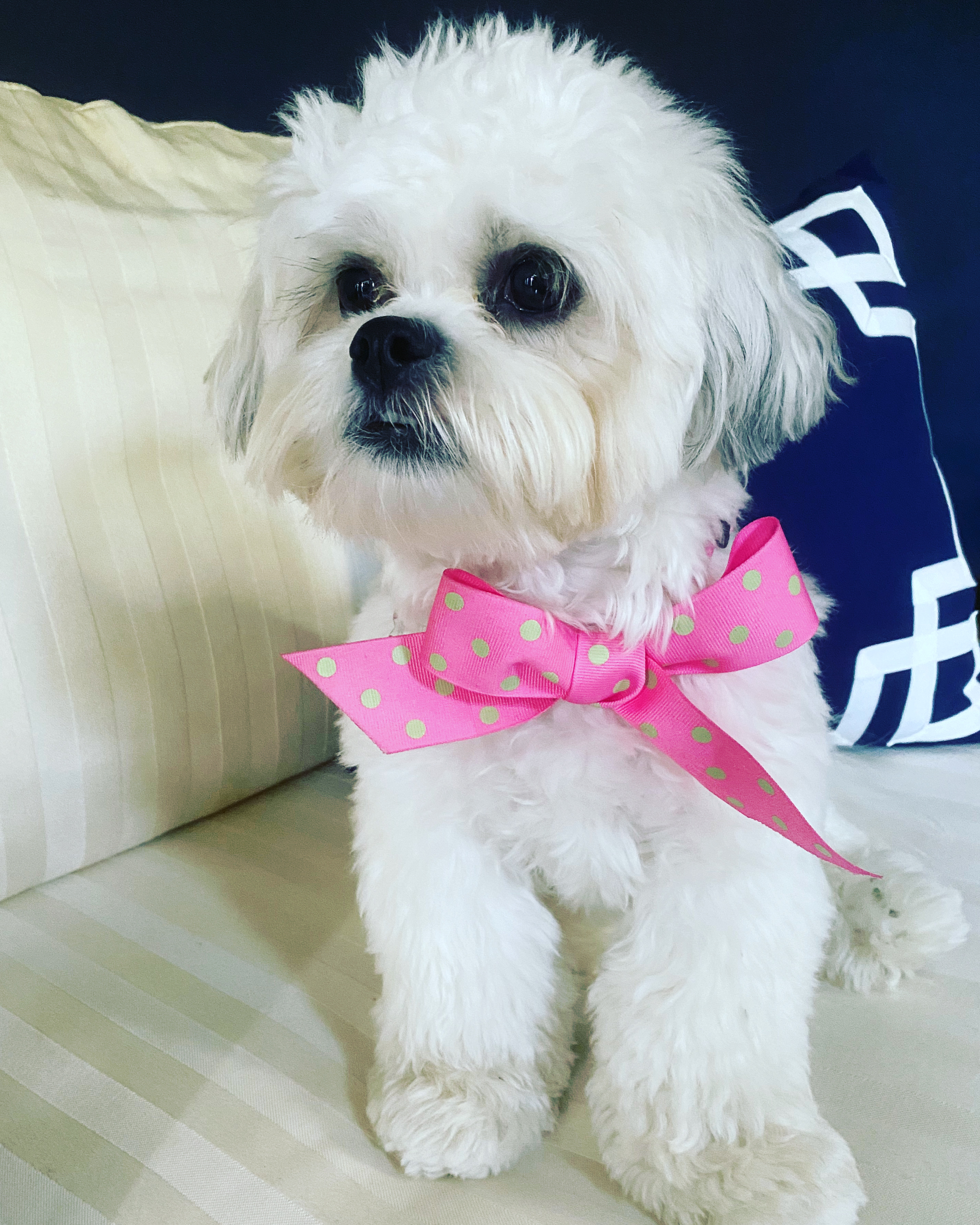 Energetic Shitzu Designer Puppy