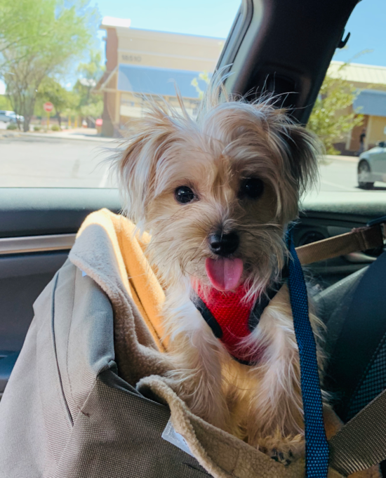 Hypoallergenic Yorkie Designer Pup