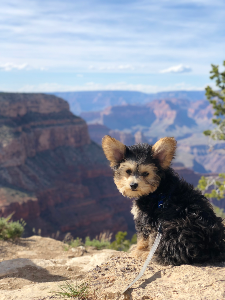 Small Yorkie Chon Pup in Chula Vista CA