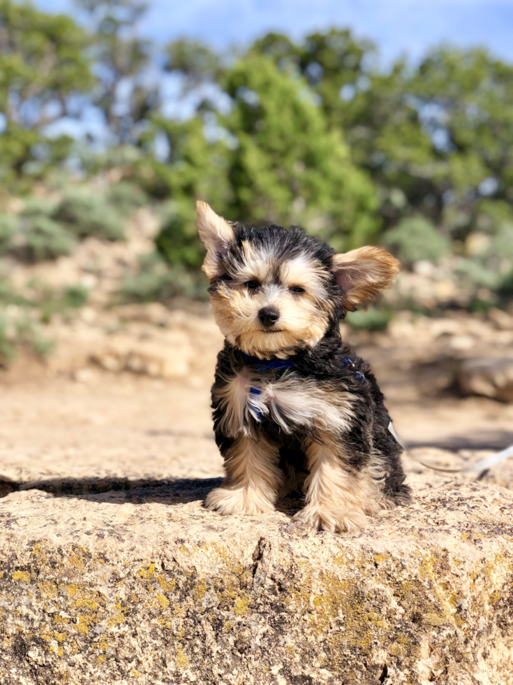 Chula Vista Yorkie Chon Pup