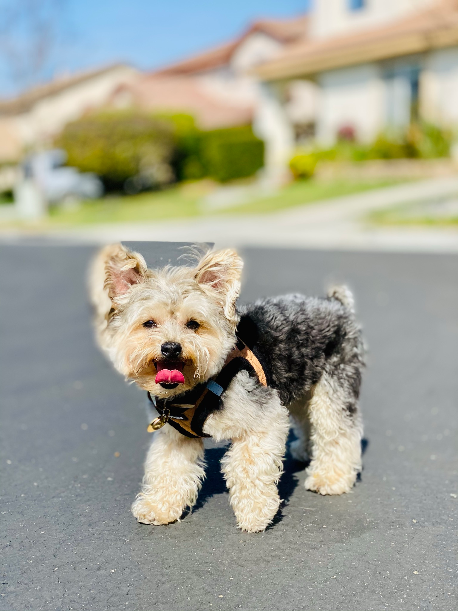 Morkie Puppy for Adoption