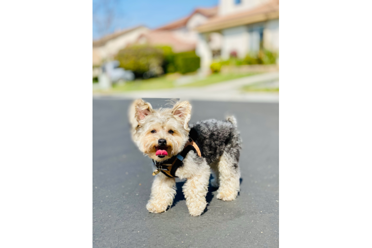 Morkie Puppy for Adoption