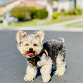 Morkie Being Cute