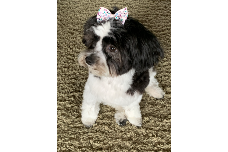 Popular Yorkie Poo Poodle Mix Pup