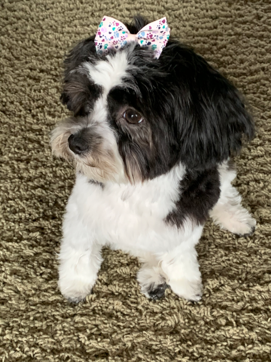 Happy Yorkie Poo Pup