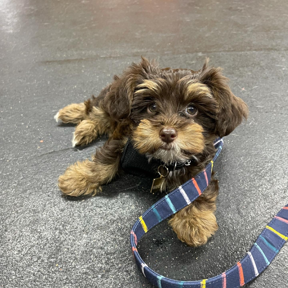 Small Yorkie Poo Pup in Philadelphia PA