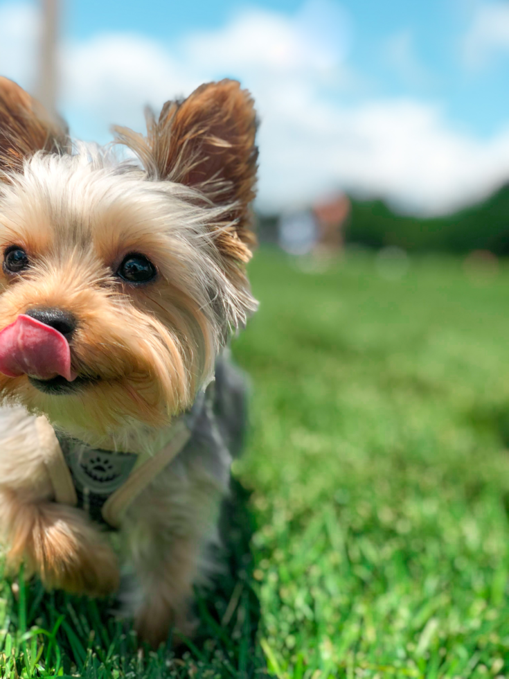 Smart Yorkshire Terrier Pup in New York NY