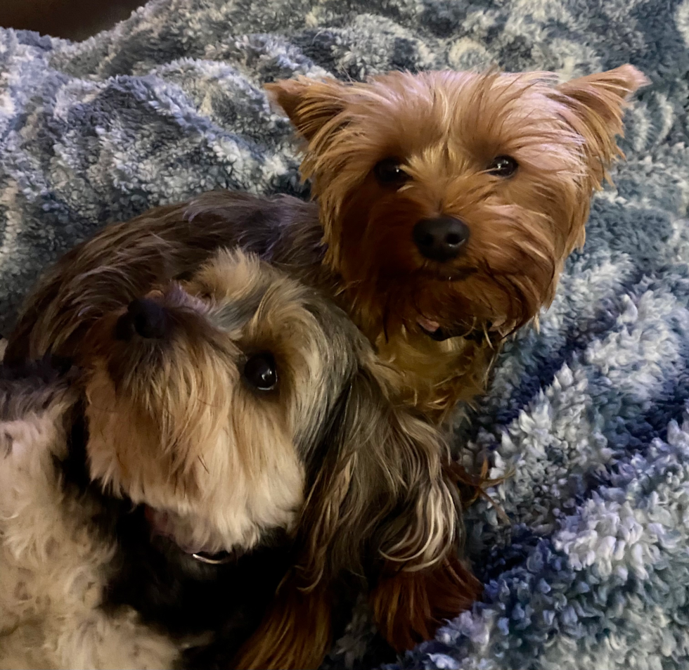 Fluffy Yorkie Purebred Pup