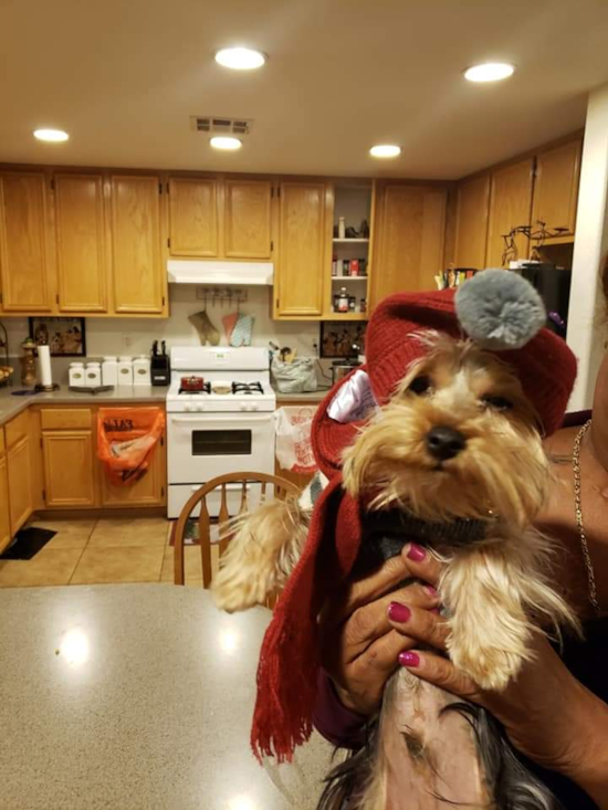 Playful Yorkshire Terrier Purebred Pup