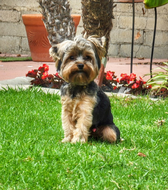 Yorkshire Terrier Being Cute