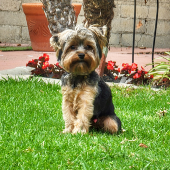 Yorkshire Terrier Being Cute